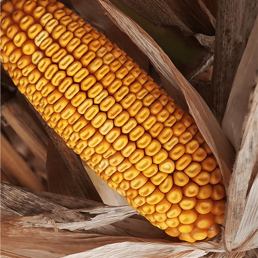 NCGA Announces 2022 Action Teams NCGA Announces 2022 Action Teams