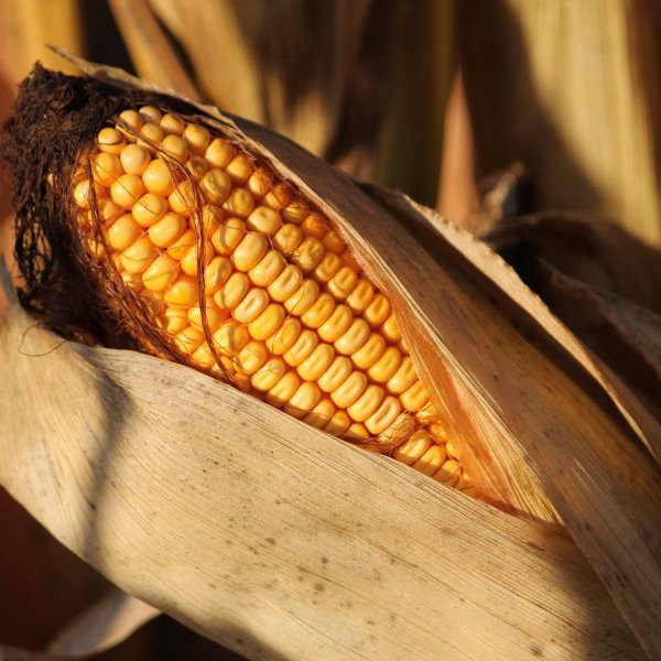 Fuel Your Summer with NCGA